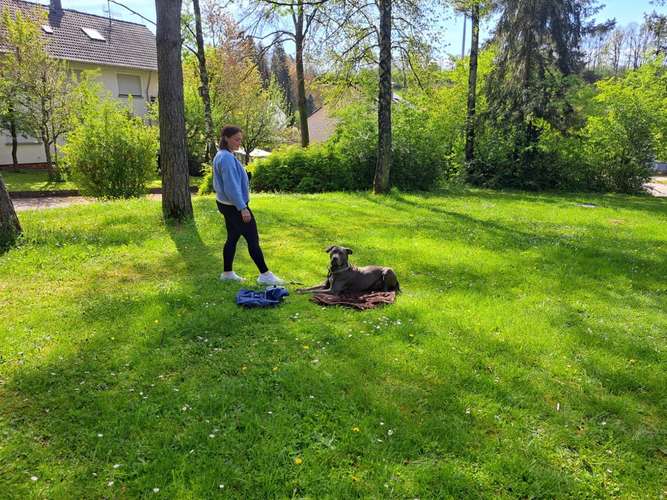 Hundeauslaufgebiet-Hundeschule Bühlerzell-Bild