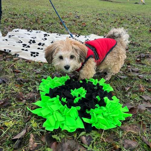 Hundeauslaufgebiet-Hundeschule Bühlerzell-Bild