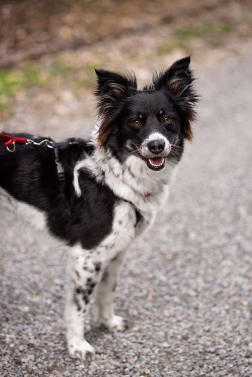 Hundeauslaufgebiet-Hundeschule Bühlerzell-Bild