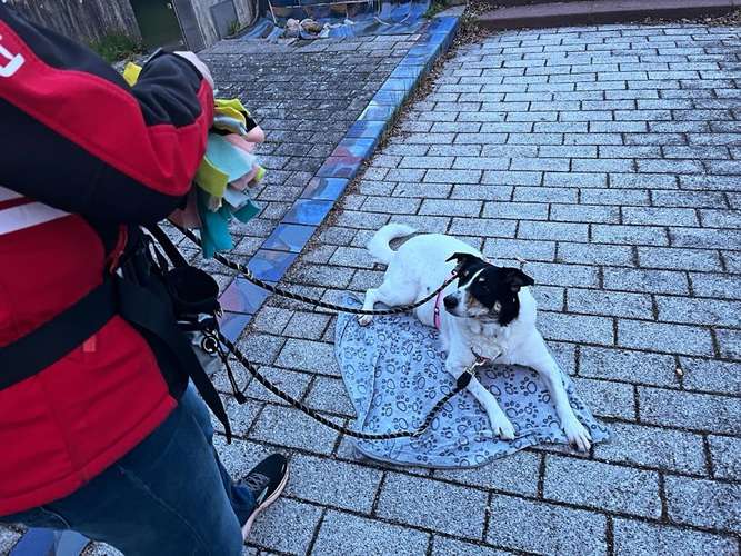 Hundeauslaufgebiet-Hundeschule Bühlerzell-Bild