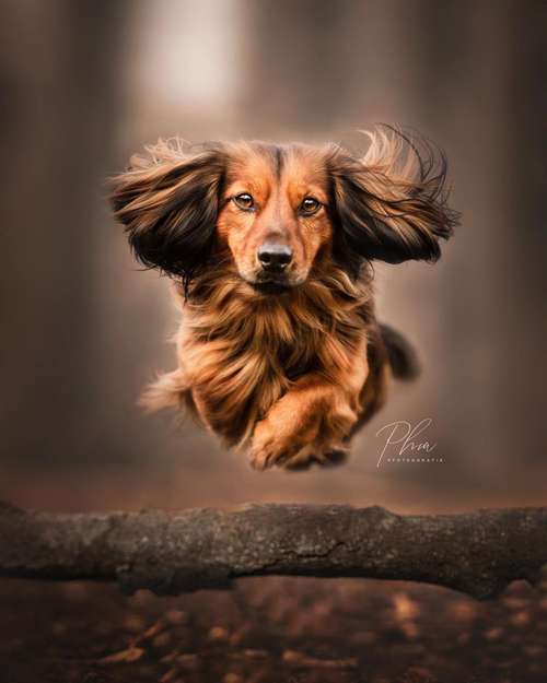 Hundeauslaufgebiet-PhiaPfotengrafie-Bild