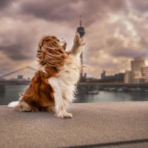 Hundeauslaufgebiet-PhiaPfotengrafie-Bild