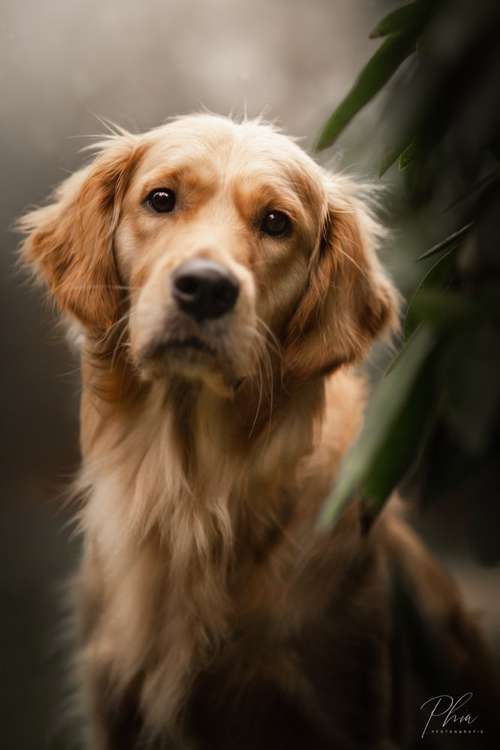 Hundeauslaufgebiet-PhiaPfotengrafie-Bild