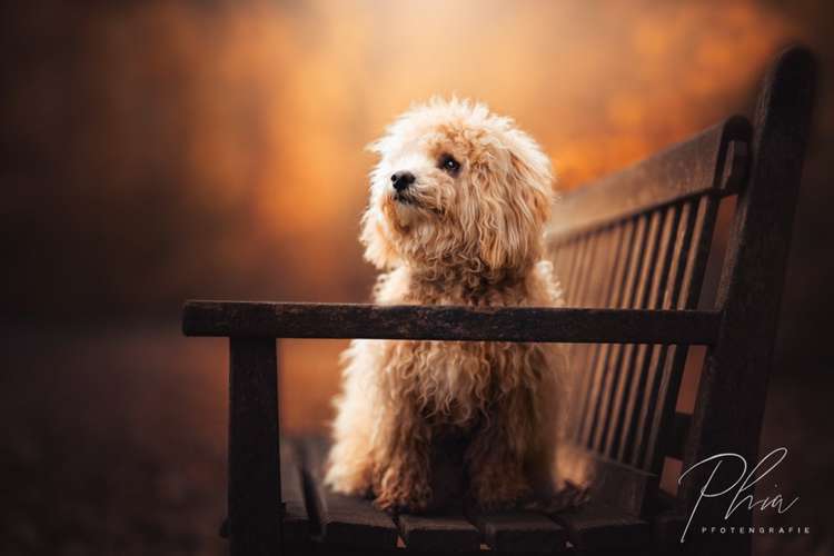 Hundeauslaufgebiet-PhiaPfotengrafie-Bild