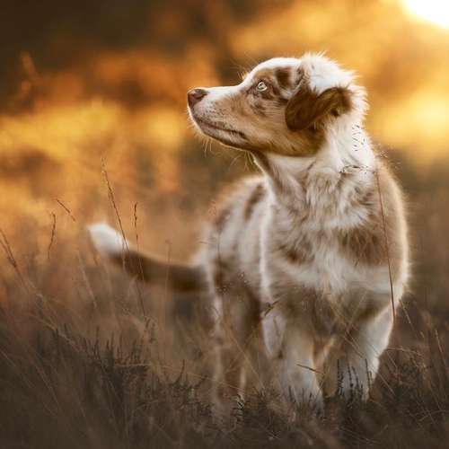 Hundeauslaufgebiet-PhiaPfotengrafie-Bild
