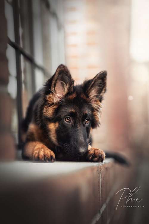 Hundeauslaufgebiet-PhiaPfotengrafie-Bild