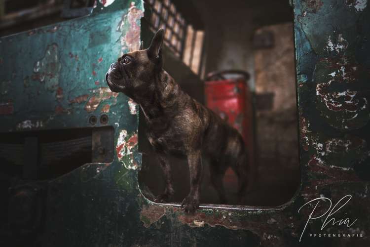 Hundeauslaufgebiet-PhiaPfotengrafie-Bild