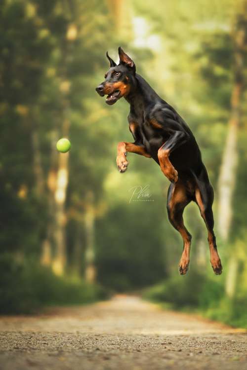 Hundeauslaufgebiet-PhiaPfotengrafie-Bild