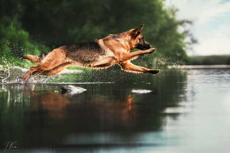 Hundeauslaufgebiet-PhiaPfotengrafie-Bild