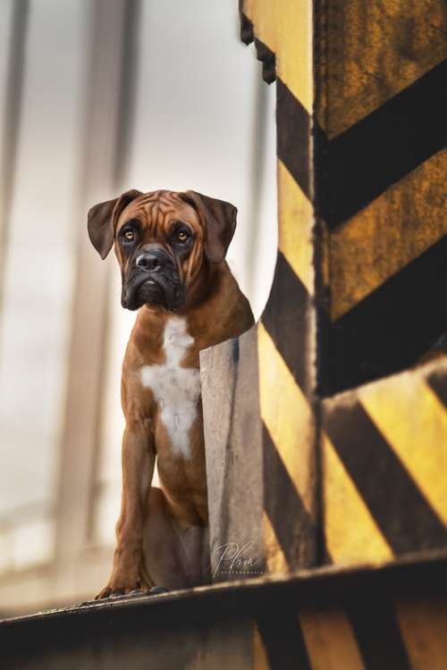 Hundeauslaufgebiet-PhiaPfotengrafie-Bild