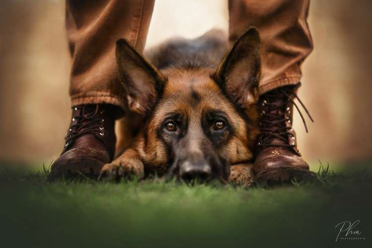 Hundeauslaufgebiet-PhiaPfotengrafie-Bild