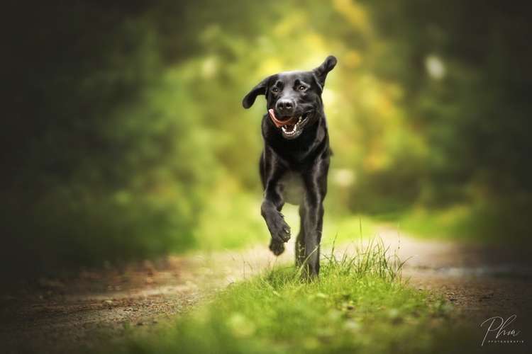 Hundeauslaufgebiet-PhiaPfotengrafie-Bild