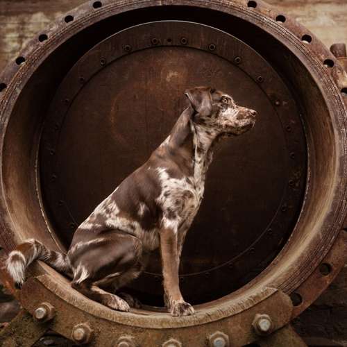 Hundeauslaufgebiet-PhiaPfotengrafie-Bild