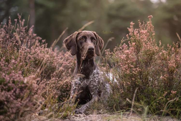 Hundeauslaufgebiet-Tierfotografie Anabell Hinke-Bild