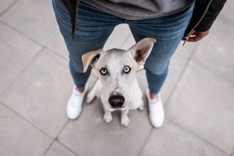 Hundeauslaufgebiet-Tierfotografie Anabell Hinke-Bild