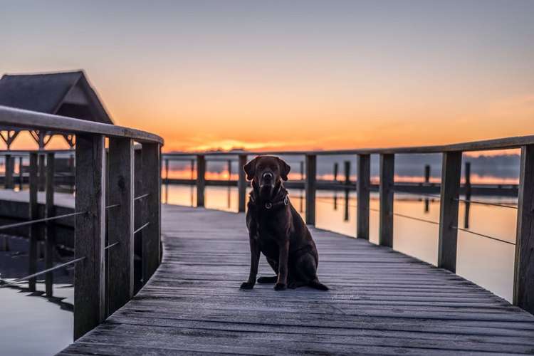 Hundeauslaufgebiet-Tierfotografie Anabell Hinke-Bild