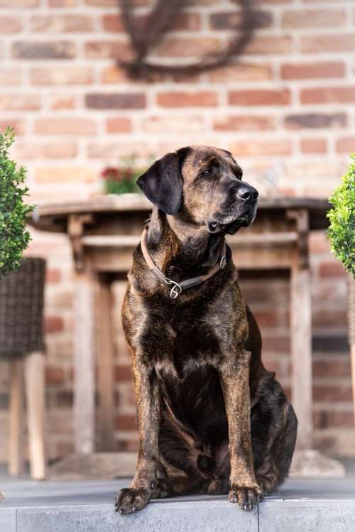 Hundeauslaufgebiet-Tierfotografie Anabell Hinke-Bild