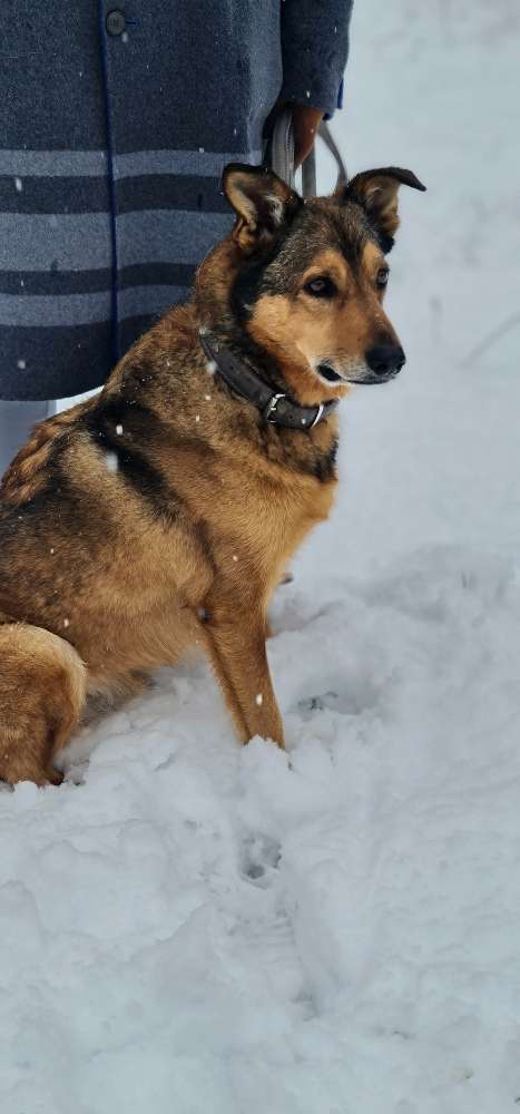 Hundeauslaufgebiet-Mobile Hundeschule Sabine Pilz-Bild