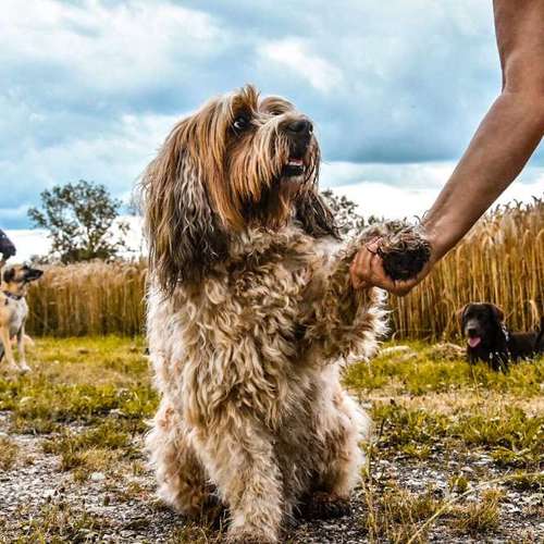 Hundeauslaufgebiet-Mobile Hundeschule Sabine Pilz-Bild