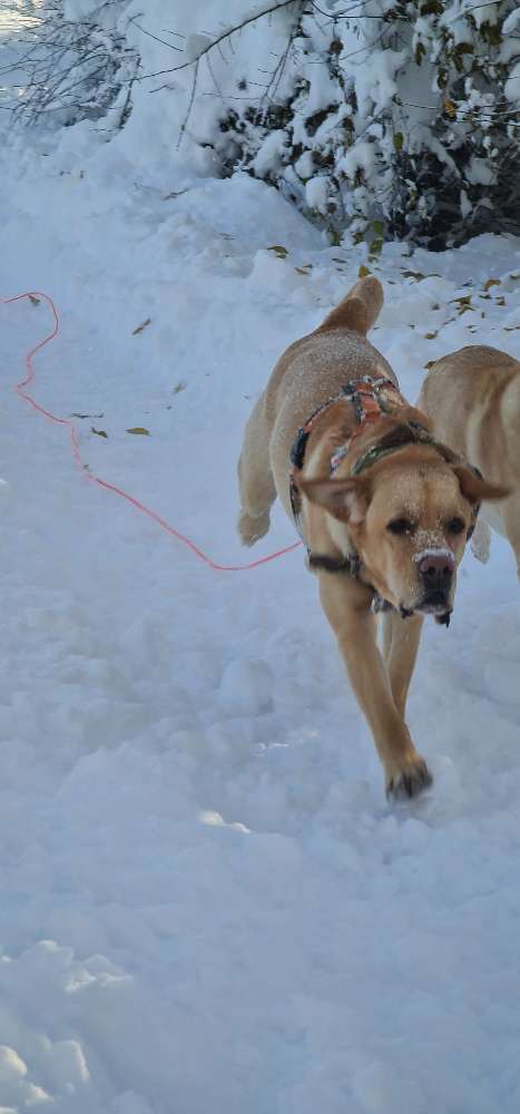 Hundeauslaufgebiet-Mobile Hundeschule Sabine Pilz-Bild