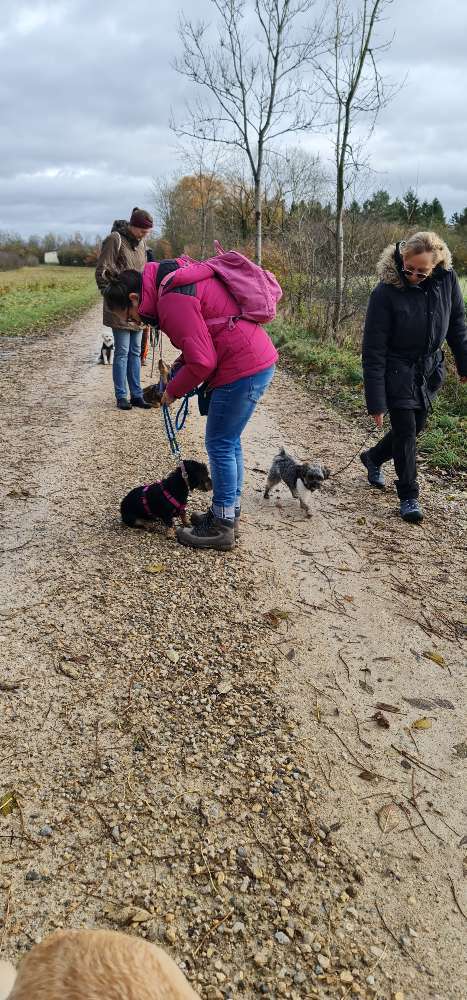 Hundeauslaufgebiet-Mobile Hundeschule Sabine Pilz-Bild