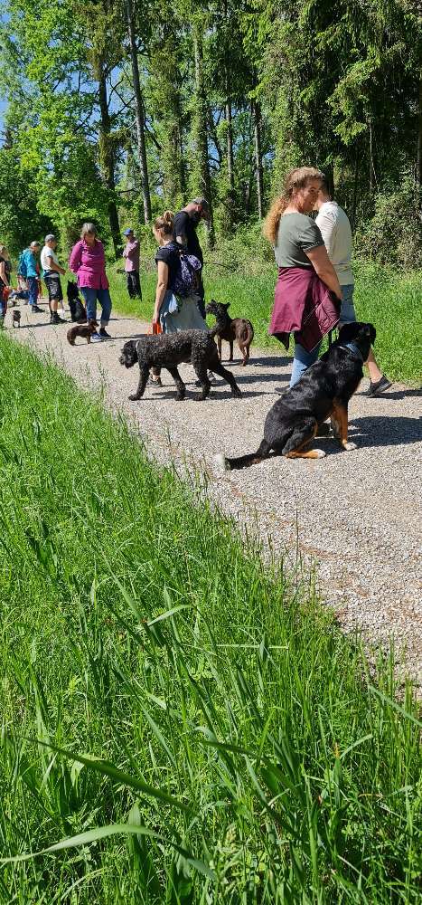 Hundeauslaufgebiet-Mobile Hundeschule Sabine Pilz-Bild