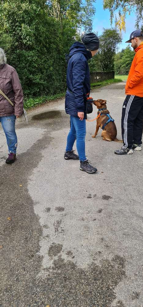 Hundeauslaufgebiet-Mobile Hundeschule Sabine Pilz-Bild