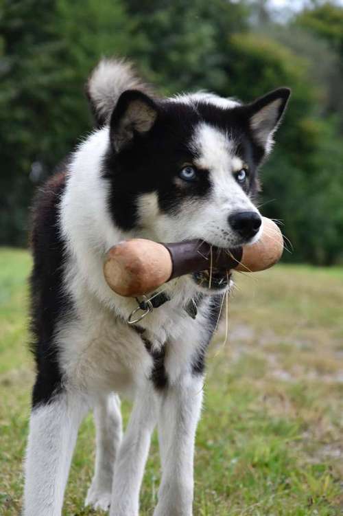 Hundeauslaufgebiet-Mobile Hundeschule Sabine Pilz-Bild