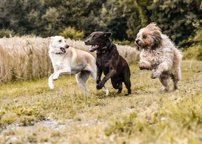 Hundeauslaufgebiet-Mobile Hundeschule Sabine Pilz-Bild