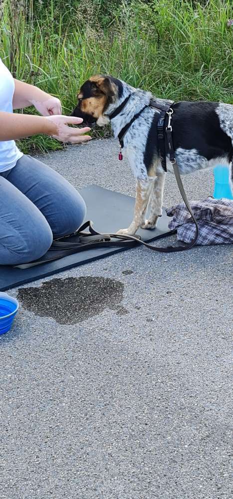 Hundeauslaufgebiet-Mobile Hundeschule Sabine Pilz-Bild