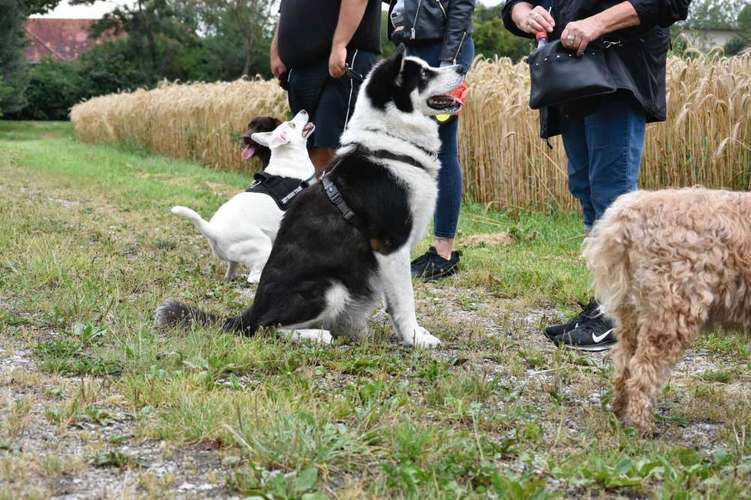 Hundeauslaufgebiet-Mobile Hundeschule Sabine Pilz-Bild