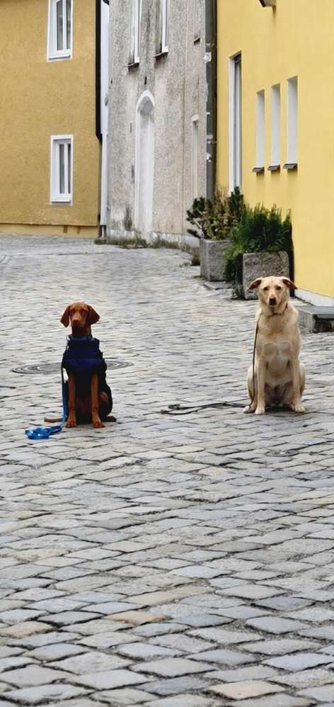 Hundeauslaufgebiet-Mobile Hundeschule Sabine Pilz-Bild