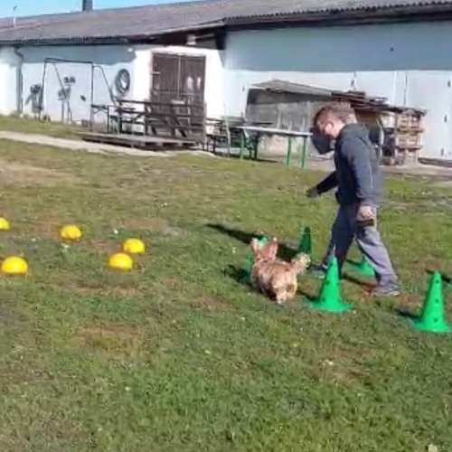 Hundeauslaufgebiet-TeamWalk-Hundetrainer-Bild