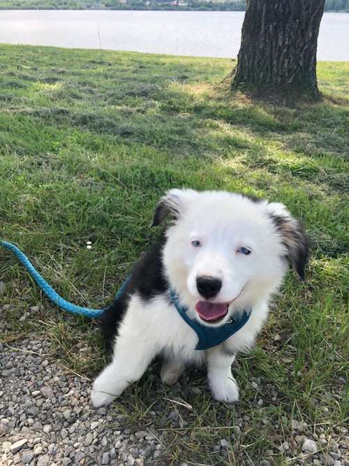 Hundeauslaufgebiet-TeamWalk-Hundetrainer-Bild