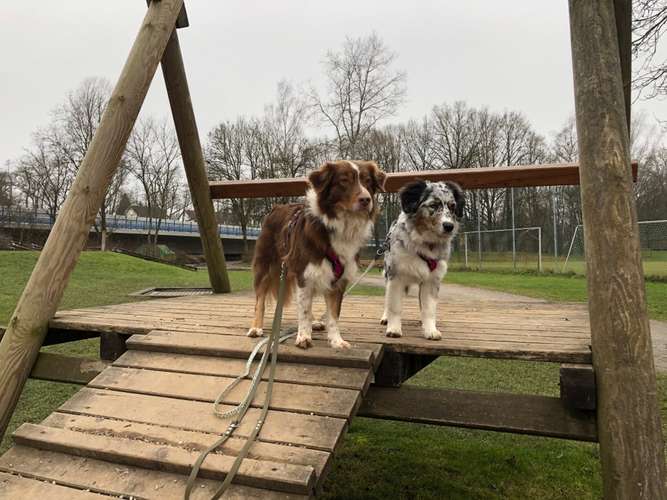 Hundeauslaufgebiet-TeamWalk-Hundetrainer-Bild