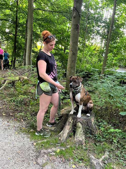 Hundeauslaufgebiet-TeamWalk-Hundetrainer-Bild