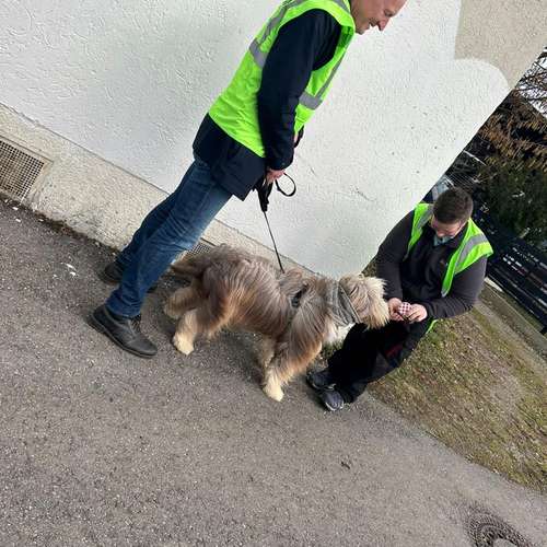 Hundeauslaufgebiet-TeamWalk-Hundetrainer-Bild