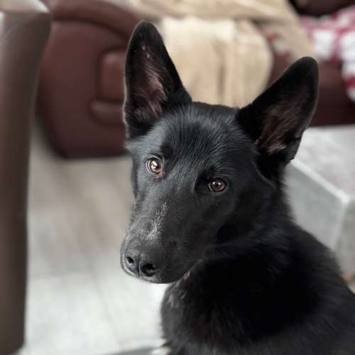 Hundeauslaufgebiet-Anne-Katrin Barth-Bild