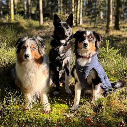 Hundeauslaufgebiet-Anne-Katrin Barth-Bild