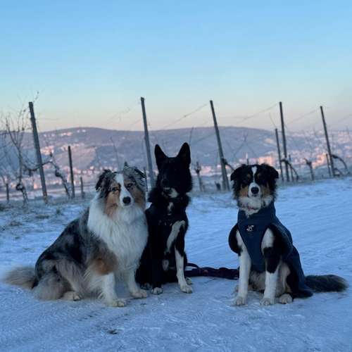 Hundeauslaufgebiet-Anne-Katrin Barth-Bild