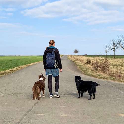 Hundeauslaufgebiet-Vierbeinerpfad-Bild