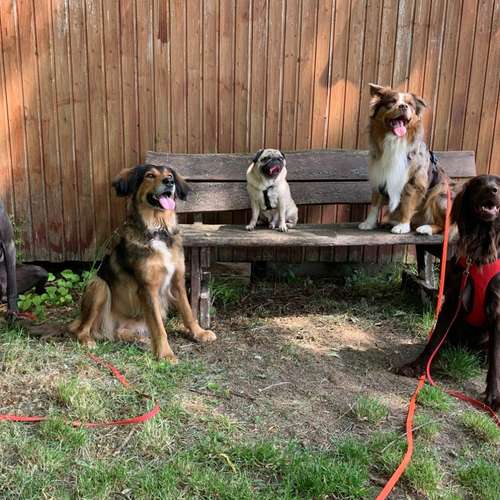 Hundeauslaufgebiet-Vierbeinerpfad-Bild