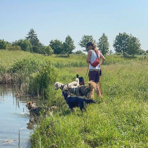 Hundeauslaufgebiet-Vierbeinerpfad-Bild