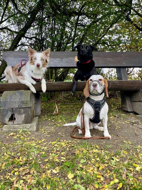 Hundeauslaufgebiet-Vierbeinerpfad-Bild