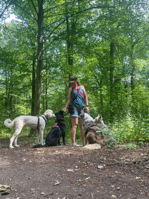 Hundeauslaufgebiet-Vierbeinerpfad-Bild