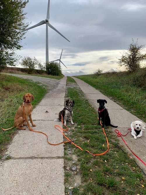 Hundeauslaufgebiet-Vierbeinerpfad-Bild