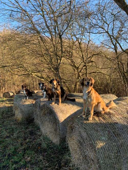 Hundeauslaufgebiet-Vierbeinerpfad-Bild