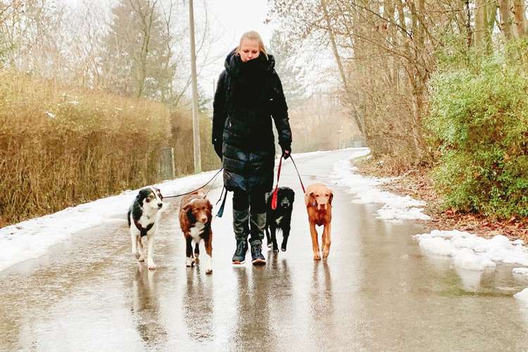 Hundeauslaufgebiet-Vierbeinerpfad-Bild