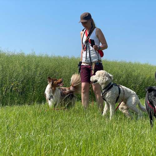 Hundeauslaufgebiet-Vierbeinerpfad-Bild