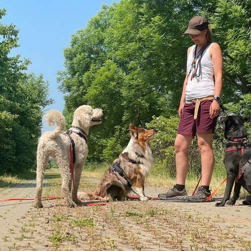 Hundeauslaufgebiet-Vierbeinerpfad-Bild